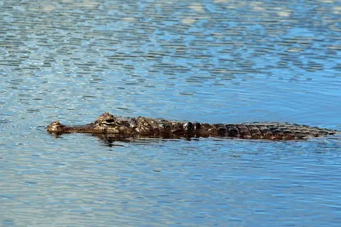 A spectacled caiman, the reptile Porsche adopted four of at Stuttgart's Wilhelma Zoo to mark the Cayman's launch.